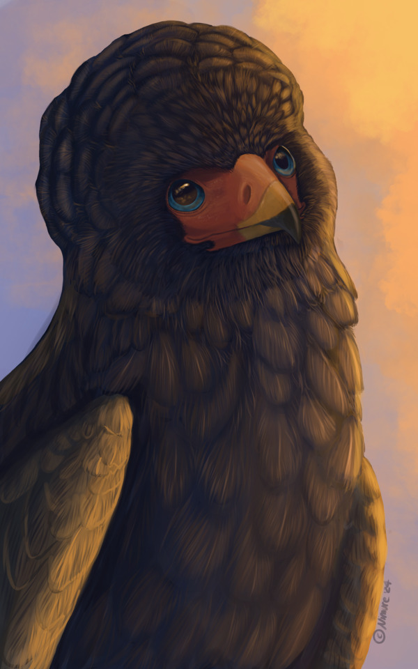 A half-body drawing of a feral bateleur eagle